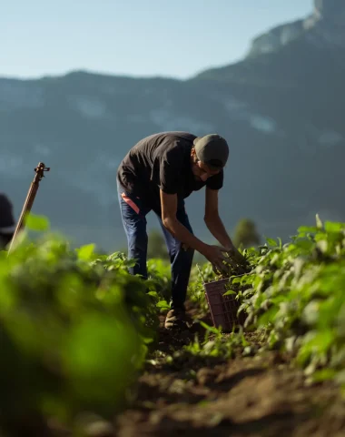 Portraits de producteurs et artisans