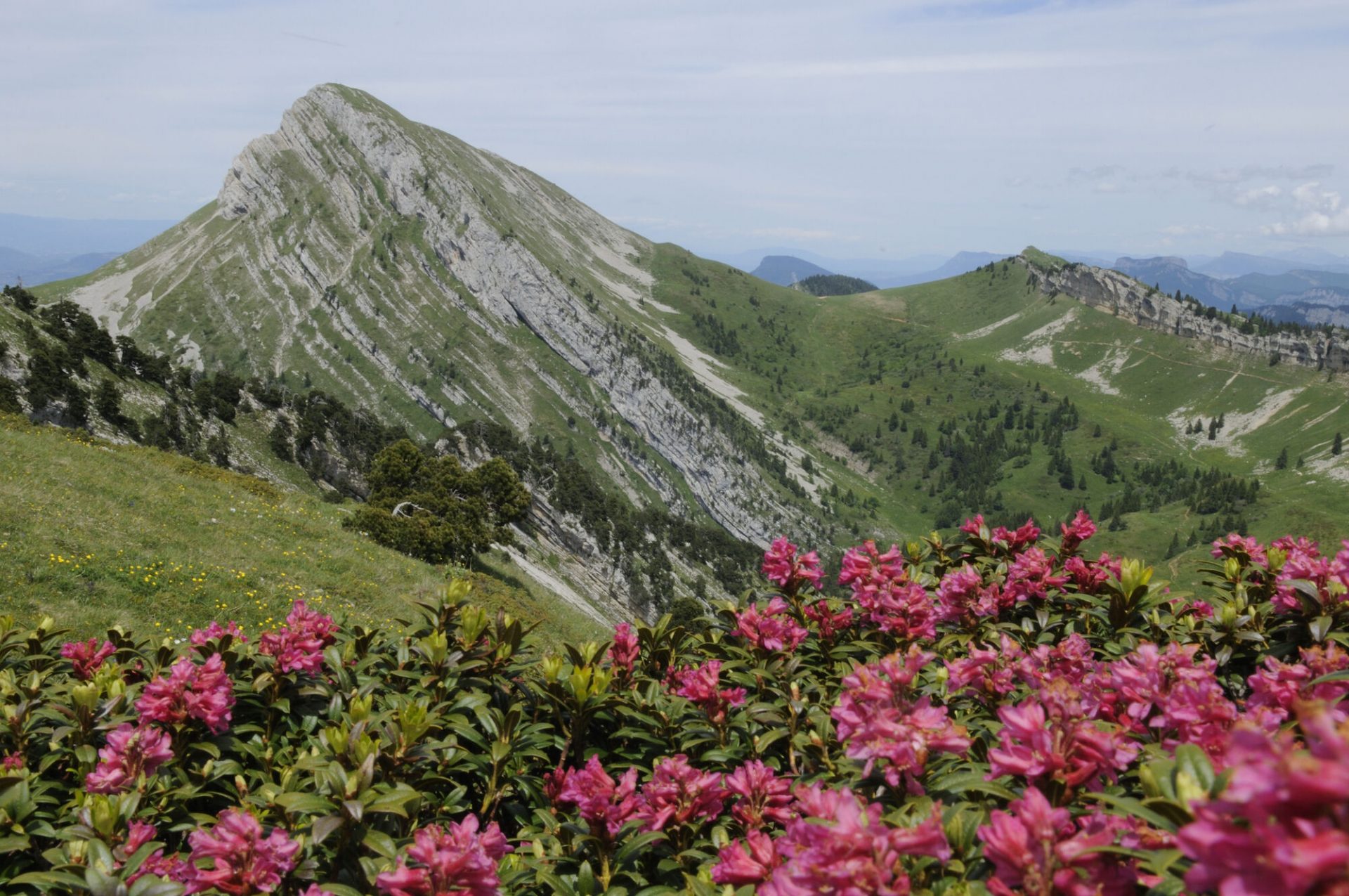 Landscape Chartreuse Grande Sure mountain pink flowers panorama