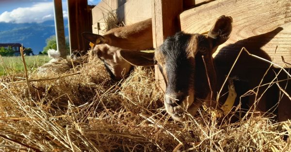 Vente de fromage de chèvre et noix de Grenoble à la ferme de Galerne
