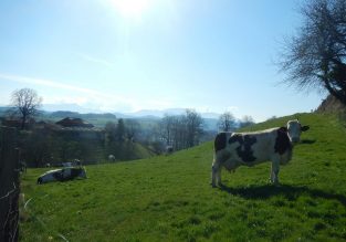 Vente de crèmes glacées au GAEC du Grand Tilleul