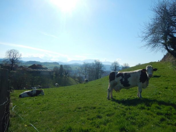 Nos vaches dans leur champ