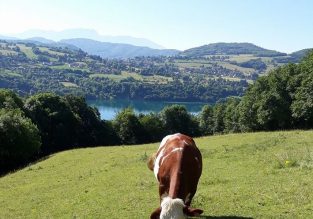 Vente de crèmes glacées au GAEC du Grand Tilleul