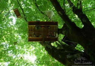 Anniversaire dans les arbres avec Sam’Branche