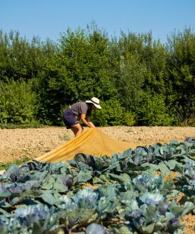 Vente de légumes, de fleurs et d’arbres aux Jardins de la Solidarité