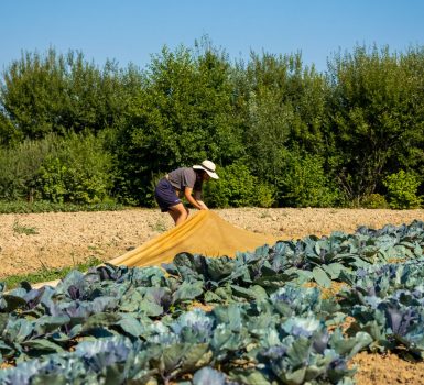 Vente de légumes, de fleurs et d’arbres aux Jardins de la Solidarité