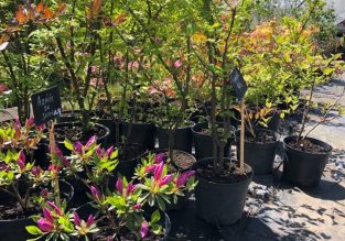 Vente de légumes, de fleurs et d’arbres aux Jardins de la Solidarité