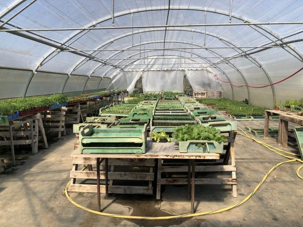Plant greenhouse