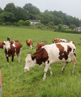 Vente de crèmes glacées au GAEC du Grand Tilleul