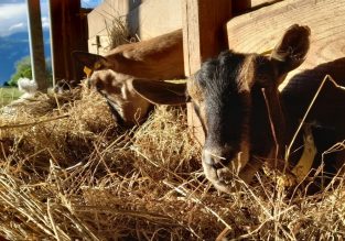 Vente de fromage de chèvre et noix de Grenoble à la ferme de Galerne
