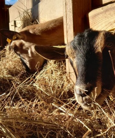 Vente de fromage de chèvre et noix de Grenoble à la ferme de Galerne