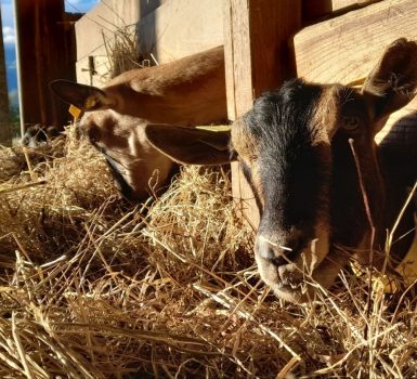 Vente de fromage de chèvre et noix de Grenoble à la ferme de Galerne