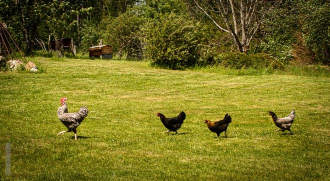 Rooster in single file