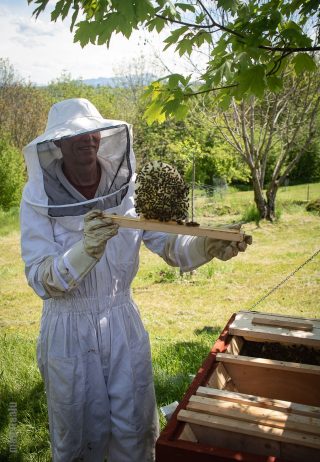Bienenstockinspektion