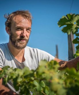 Vente de vin au Domaine Les Alpins