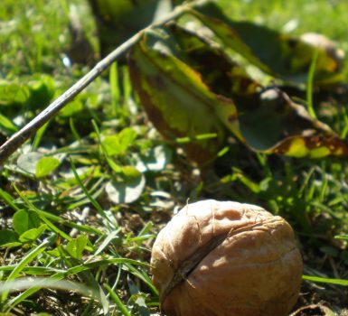 Vente de noix et huile de noix bio à la ferme Guillaume Vial