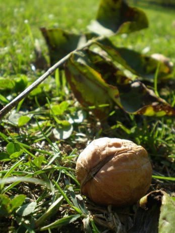 Freshly fallen walnuts