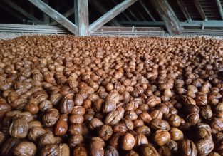 Vente de noix et huile de noix bio à la ferme Guillaume Vial