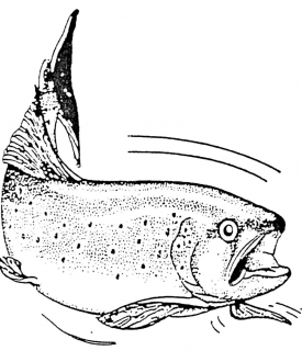 Vente de poissons à la pisciculture du moulin