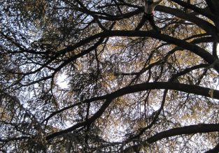 Grimpe d’arbres géants avec Sam’Branche