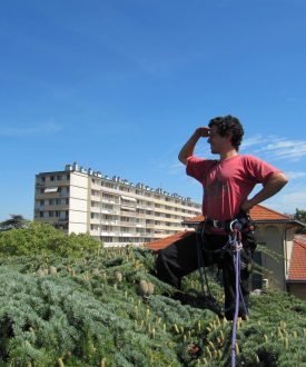 Grimpe d’arbres géants avec Sam’Branche