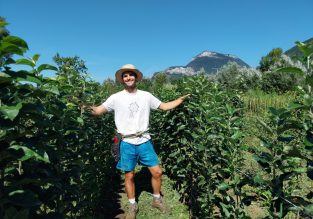 Vente d’arbres à la pépinière des Racines et des Fruits