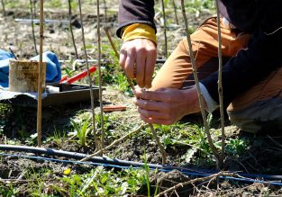 Vente d’arbres à la pépinière des Racines et des Fruits