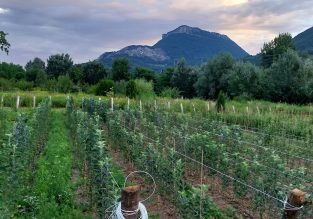 Vente d’arbres à la pépinière des Racines et des Fruits