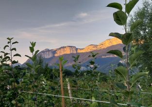 Vente d’arbres à la pépinière des Racines et des Fruits