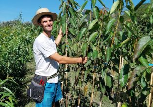 Vente d’arbres à la pépinière des Racines et des Fruits