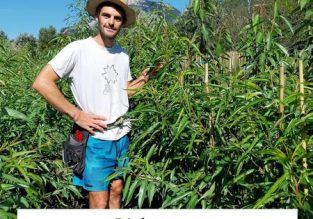 Vente d’arbres à la pépinière des Racines et des Fruits