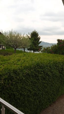 Garden with lake view