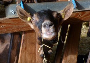 Vente de fromage de chèvre et noix de Grenoble à la ferme de Galerne