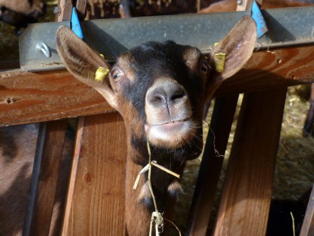 Galerno farm goat