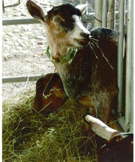 Vente de fromages et viande à la chèvrerie de Chartreuse