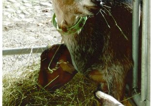 Vente de fromages et viande à la chèvrerie de Chartreuse