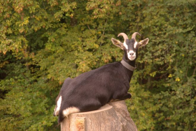 Chèvre au pré