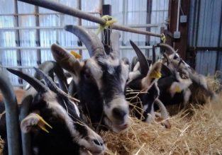Vente de fromages à la Chèvrerie : Du vent dans les  Cornes