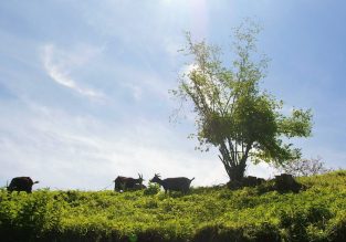 Vente de fromages à la Chèvrerie : Du vent dans les  Cornes