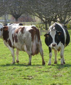 Vente de viande et produits laitiers à la ferme de l’Aune