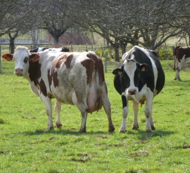 Vente de viande et produits laitiers à la ferme de l’Aune