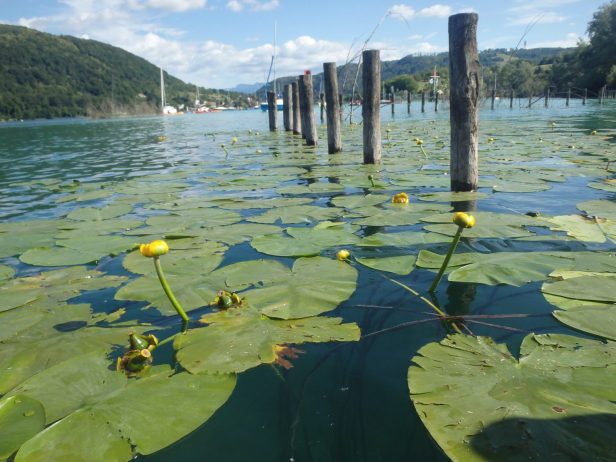 Faune & Flore du lac