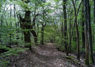 Bois des Sarres, Bois d’amour