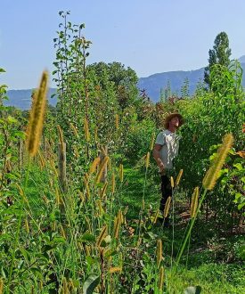 Pépinière Forêt Spirée