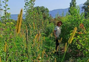 Pépinière Forêt Spirée