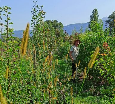 Pépinière Forêt Spirée