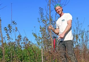 Pépinière Forêt Spirée