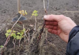 Pépinière Forêt Spirée