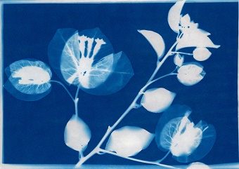 Cyanotypes végétaux