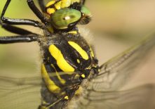 Osez la nature au crépuscule