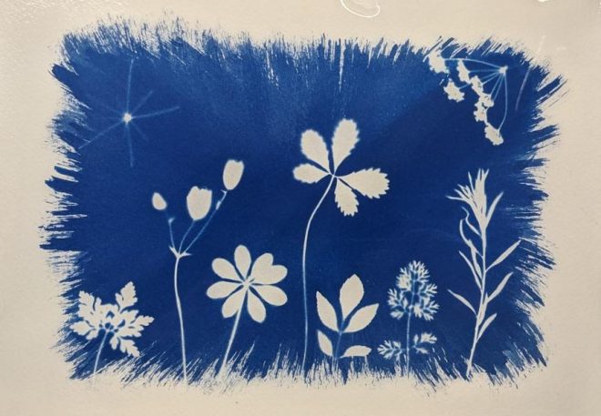Exemple de cyanotype